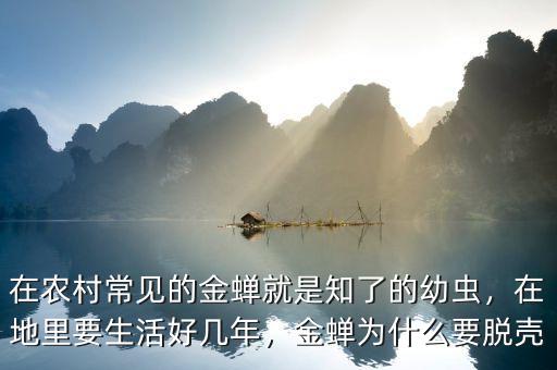 在農(nóng)村常見的金蟬就是知了的幼蟲，在地里要生活好幾年，金蟬為什么要脫殼