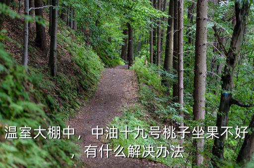 溫室大棚中，中油十九號桃子坐果不好，有什么解決辦法