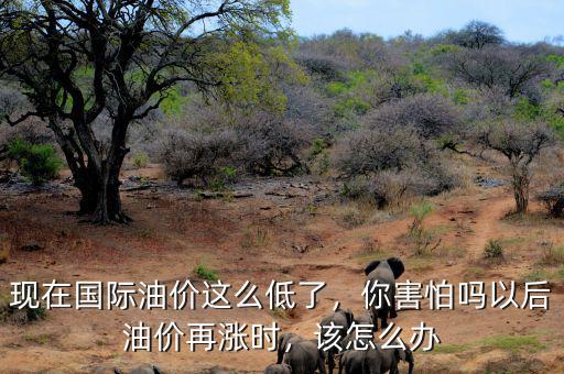 現(xiàn)在國際油價這么低了，你害怕嗎以后油價再漲時，該怎么辦