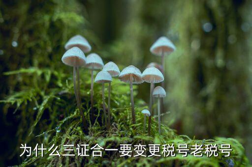 為什么要稅號(hào)變更，為什么變更稅號(hào)要填增值稅一般納稅人遷移流程表