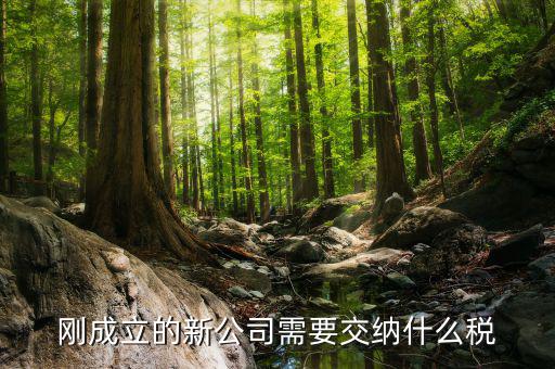 新成立的公司報(bào)什么稅，公司成立后需要交那些稅