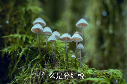 什么叫稅收紅利，什么是紅利稅企業(yè)交企業(yè)所得稅后分紅給個(gè)人還需要交個(gè)人所得稅不