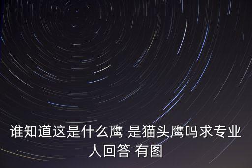 頭長的像鷹是什么鴿子，有那種飛禽類似鷹但又比鷹小專捕食鴿子