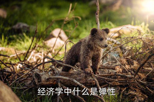 什么是利潤彈性，經(jīng)濟學中什么是彈性