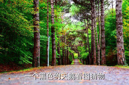 朋友圈互動猜黑天鵝是什么，朋友圈發(fā)一個(gè)黑天鵝讓猜是什么