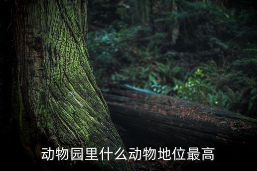 動物園什么動物人氣最高，動物園什么動物地位最高