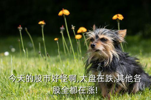 今天的股市好怪啊,大盤(pán)在跌,其他各股全都在漲!
