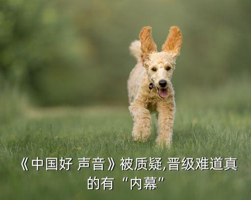 《中國好 聲音》被質疑,晉級難道真的有“內幕”